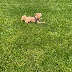 Meet your Posher, HL